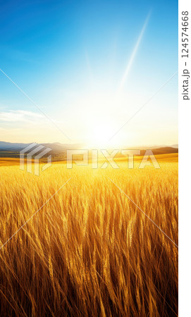 Golden prairie with tall grasses under bright sunlit sky 124574668
