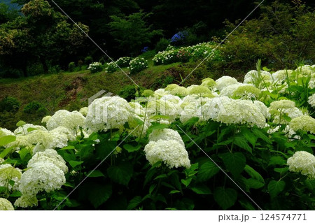 山斜面に咲くアナベル　【相模原市津久井　6月】 124574771