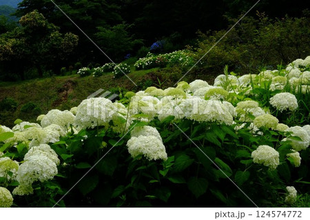 山に咲くアナベル 【相模原市津久井 6月】 山に咲くアナベル 【相模原市津久井 6月】 124574772