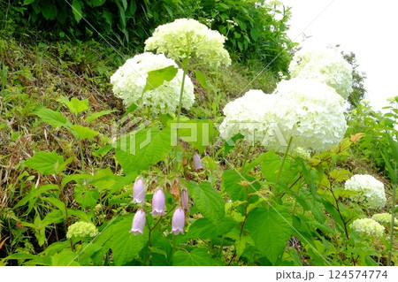アナベルとホタルブクロ咲く　【相模原市津久井　6月】 124574774