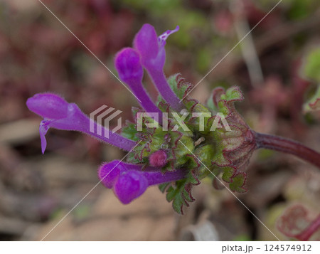 一年生草本シソ科ホトケノザの開花 唇形状の淡紅色の花 一年生草本シソ科ホトケノザの開花 唇形状の淡紅色の花 124574912