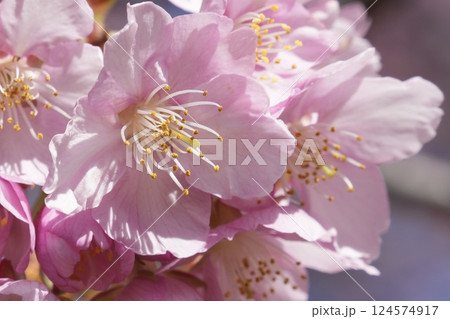 春の訪れを告げる河津桜 124574917