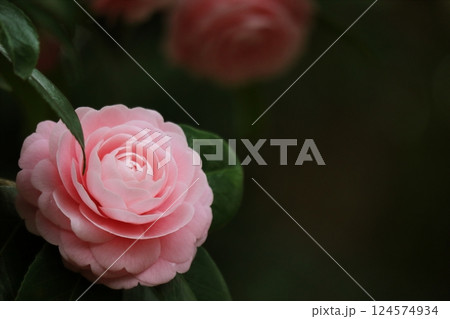 オトメツバキの花 オトメツバキの花 124574934