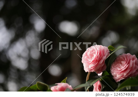 オトメツバキの花 124574939