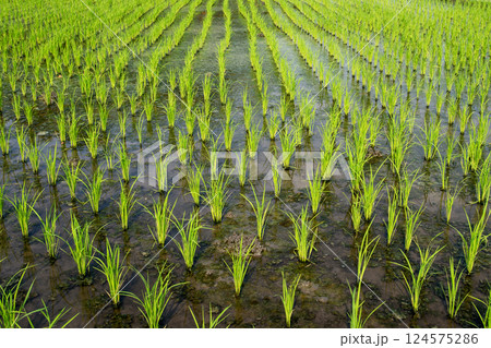 Newly planted rice plants in rows in a watered rice field. 124575286