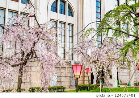 大阪造幣局　桜の通り抜け 124575401