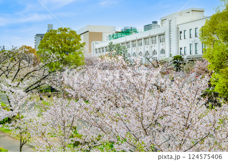 桜満開の大阪造幣局 124575406