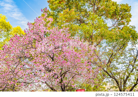 大阪造幣局　桜の通り抜け 124575411