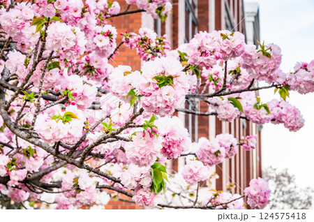 大阪造幣局　桜の通り抜け 124575418