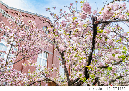 大阪造幣局 桜の通り抜け 大阪造幣局 桜の通り抜け 124575422