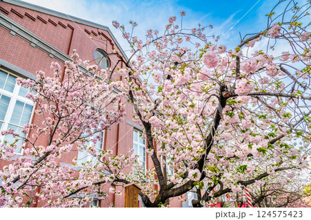 大阪造幣局 桜の通り抜け 大阪造幣局 桜の通り抜け 124575423