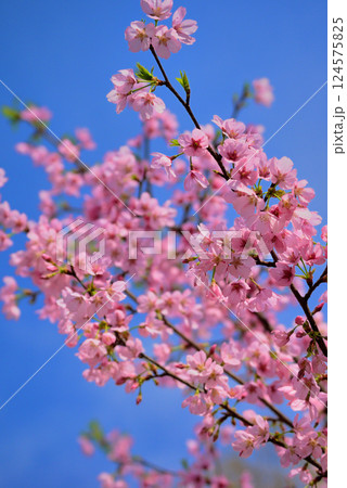 ピンク色に染まった吉野紅梅 梅の花 ピンク色に染まった吉野紅梅 梅の花 124575825