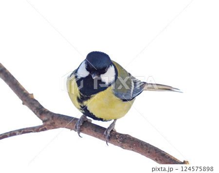 great tit isolated on transparent background. Parus major or Great Tit sitting on a branch and looking at camera, clipping path. Cute bird Great tit, songbird sitting on branch without leaves great tit isolated on transparent background. Parus major or Great Tit sitting on a branch and looking at camera, clipping path. Cute bird Great tit, songbird sitting on branch without leaves 124575898