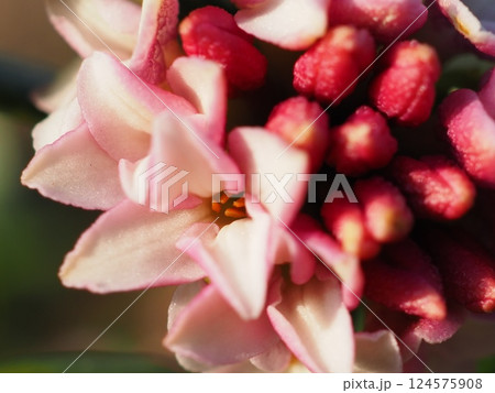 朝のジンチョウゲの花（20250322073046） 124575908