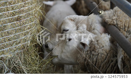 牧草を食む羊 牧草を食む羊 124575953