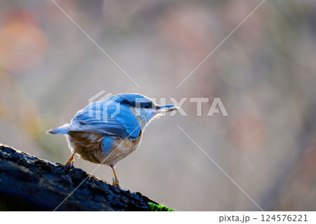 The Eurasian nuthatch (Sitta europaea) with a nut in its beak sitting on a tree branch 124576221