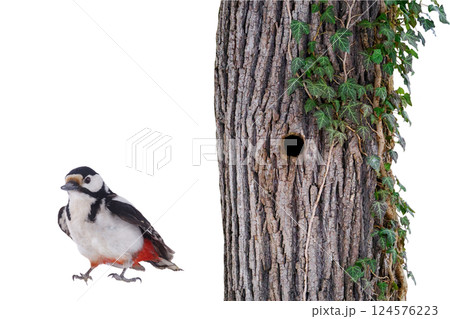 Great spotted woodpecker (Dendrocopos major) isolated on white background 124576223