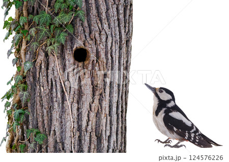 Great spotted woodpecker (Dendrocopos major) isolated on white background 124576226