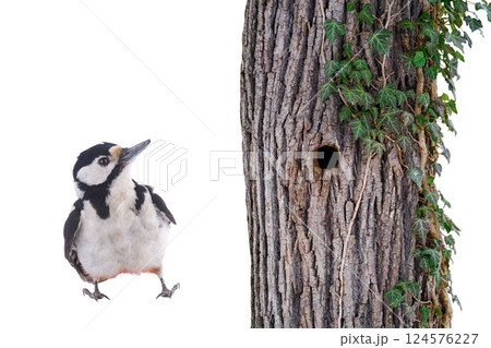 Great spotted woodpecker (Dendrocopos major) isolated on white background Great spotted woodpecker (Dendrocopos major) isolated on white background 124576227