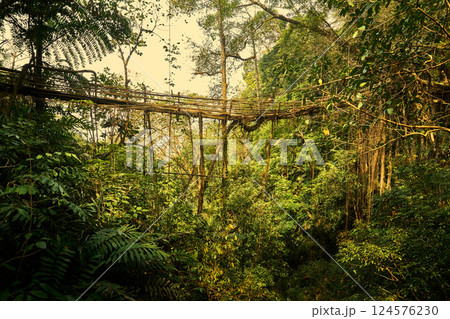 Living root bridge in Meghalaya, India 124576230