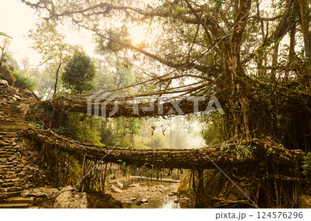 Double decker living root bridge in Meghalaya, India 124576296