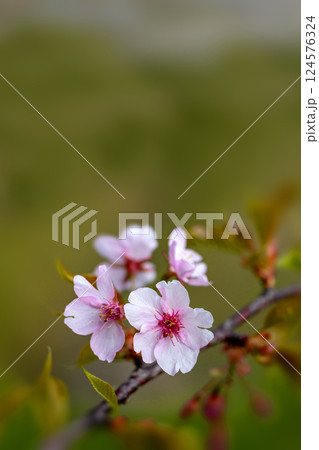 早春に咲く淡いピンクの川津桜 124576324