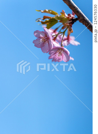 早春に咲く淡いピンクの川津桜 早春に咲く淡いピンクの川津桜 124576330