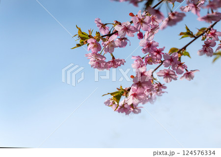 早春に咲く淡いピンクの川津桜 124576334