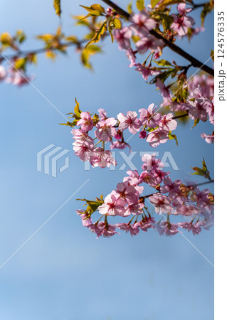 早春に咲く淡いピンクの川津桜 124576335