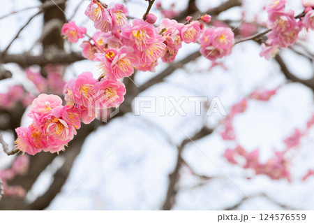 水戸偕楽園の梅の花 124576559