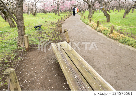 水戸偕楽園の梅の花 124576561