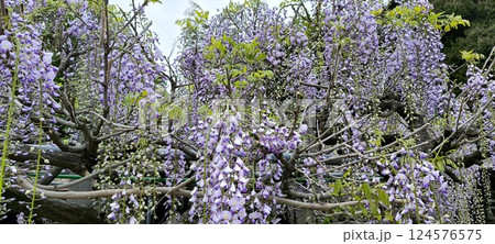 藤の花のある風景 124576575