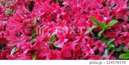 真っ赤なつつじ 真っ赤なつつじ 124576576