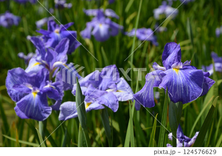 大阪 城北菖蒲園の花菖蒲 大阪 城北菖蒲園の花菖蒲 124576629
