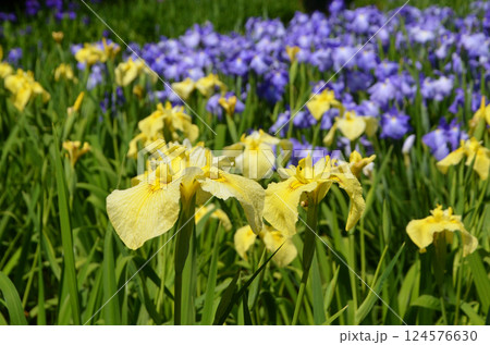 大阪 城北菖蒲園の花菖蒲 大阪 城北菖蒲園の花菖蒲 124576630