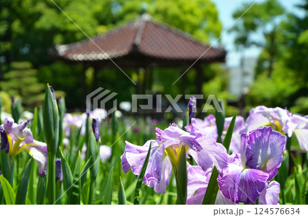 大阪 城北菖蒲園の花菖蒲 大阪 城北菖蒲園の花菖蒲 124576634