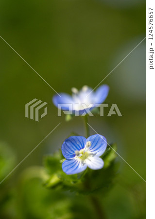 春の目覚め 124576657