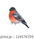 Watercolor illustration of a bullfinch with a bright red breast on a white background. Perfect for winter and Christmas designs, greeting cards, holiday decorations, and seasonal projects. 124576709