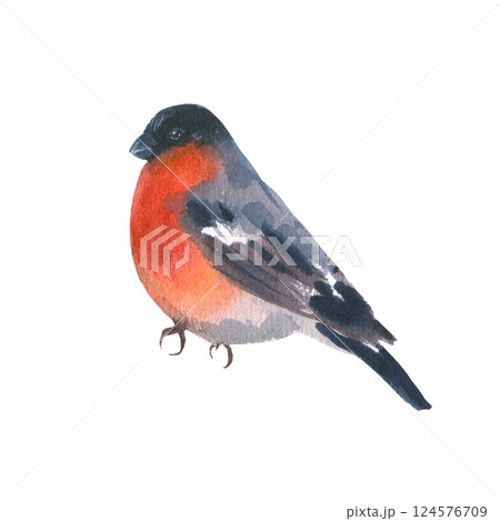 Watercolor illustration of a bullfinch with a bright red breast on a white background. Perfect for winter and Christmas designs, greeting cards, holiday decorations, and seasonal projects. 124576709