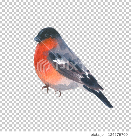 Watercolor illustration of a bullfinch with a bright red breast on a white background. Perfect for winter and Christmas designs, greeting cards, holiday decorations, and seasonal projects. 124576709