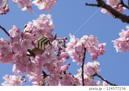 河津桜の枝にとまる美しいメジロ 春 河津桜の枝にとまる美しいメジロ 春 124577236