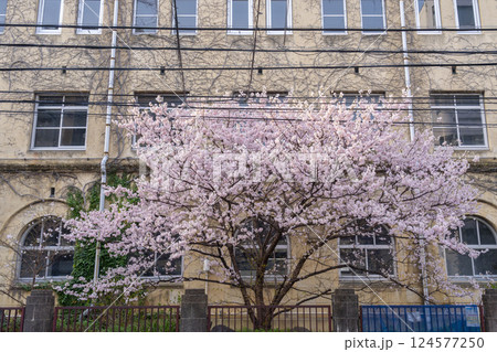 旧成徳中学校　早咲きの桜「春めき桜」 124577250