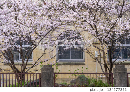 旧成徳中学校 早咲きの桜「春めき桜」 旧成徳中学校 早咲きの桜「春めき桜」 124577251