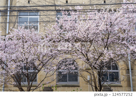 旧成徳中学校　早咲きの桜「春めき桜」 124577252