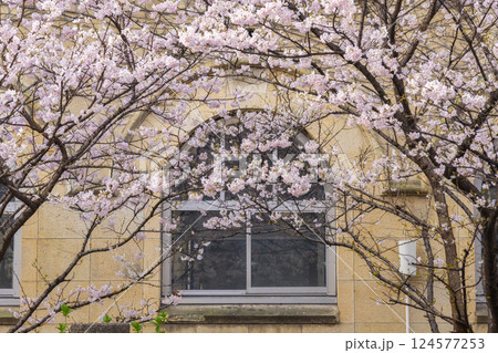 旧成徳中学校 早咲きの桜「春めき桜」 旧成徳中学校 早咲きの桜「春めき桜」 124577253