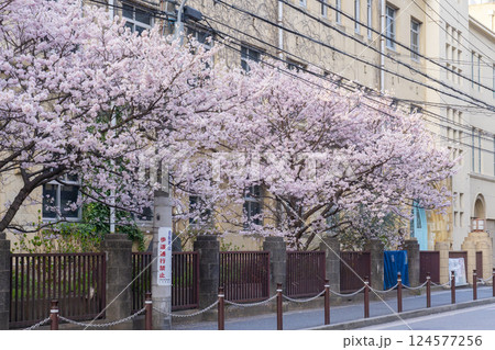 旧成徳中学校　早咲きの桜「春めき桜」 124577256