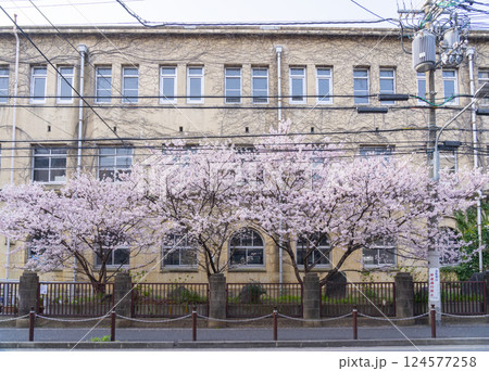 旧成徳中学校 早咲きの桜「春めき桜」 旧成徳中学校 早咲きの桜「春めき桜」 124577258