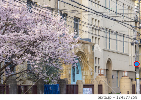 旧成徳中学校 早咲きの桜「春めき桜」 旧成徳中学校 早咲きの桜「春めき桜」 124577259