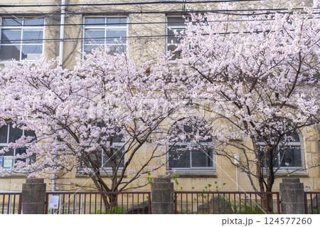 旧成徳中学校 早咲きの桜「春めき桜」 旧成徳中学校 早咲きの桜「春めき桜」 124577260