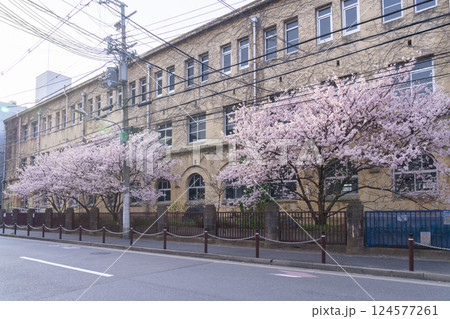 旧成徳中学校 早咲きの桜「春めき桜」 旧成徳中学校 早咲きの桜「春めき桜」 124577261